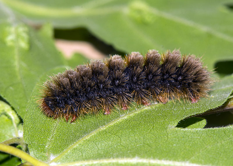 Bruco da id - Amata sp., Erebidae Arctiinae